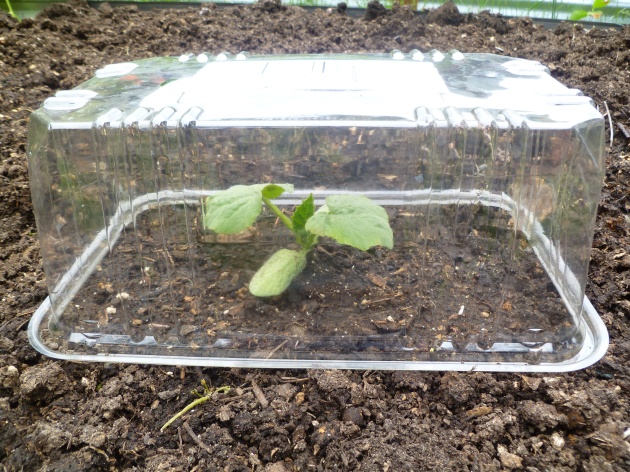 Winter Squash Seedling Basking in the Heat of a Lettuce Box, photo by Rebecca Rockefeller