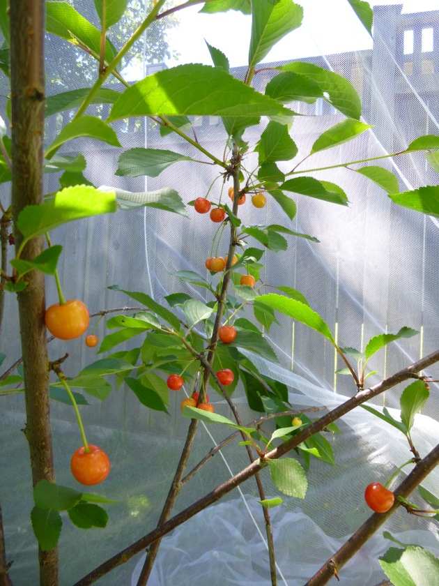 Cherries Protected by Bed Netting