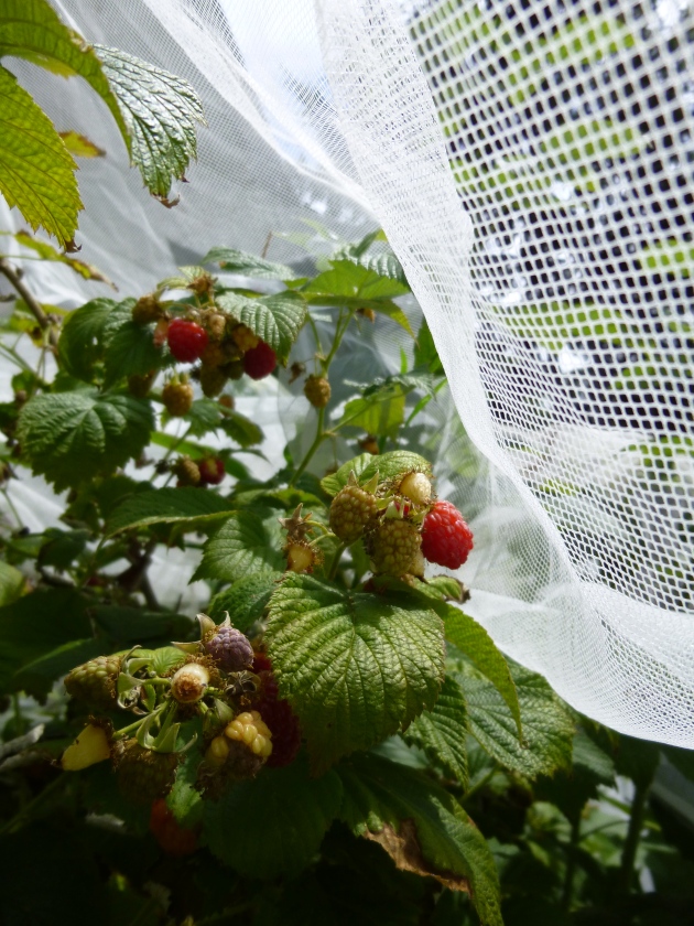 Raspberries Protected by Mesh Curtain 